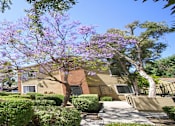 Thumbnail 15 of 20 - A tree with purple flowers is in front of a building.