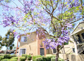 Thumbnail 19 of 20 - A tree with purple flowers in front of a house.