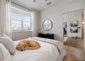 Thumbnail 31 of 59 - A dog is sleeping on a bed in a room with a round mirror on the wall.