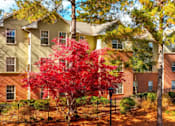 Thumbnail 21 of 22 - A tree with red leaves in front of apartment buildings.
