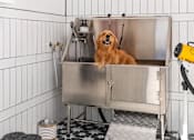 Thumbnail 18 of 21 - A dog is sitting in a stainless steel sink in a bathroom.