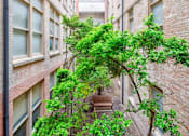 Thumbnail 9 of 13 - A tree with green leaves is in the middle of a courtyard between two brick buildings.