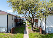 Thumbnail 10 of 14 - A tree with green leaves is in front of a white building.