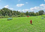 Thumbnail 37 of 48 - A red fire hydrant at Hawks Landing in Hickory NC sitting in the middle of a grassy field