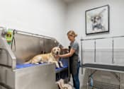 Thumbnail 24 of 35 - Apartments For Rent In Twin Creek, Everett, WA - Woodbrook - Pet Grooming Station With Large Tub And Grooming Table.