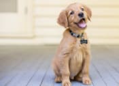 Thumbnail 25 of 26 - pet friendly