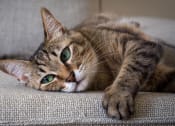 Thumbnail 26 of 26 - pet friendly