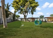 Thumbnail 15 of 18 - Pet-Friendly Apartments in Tempe – Sentry Tempe – dog park with lots of green area and agility equipment
