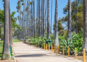 Thumbnail 28 of 29 - a path lined with palm trees in a park
