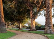 Thumbnail 27 of 29 - a dirt path through a park with palm trees