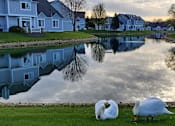 Thumbnail 13 of 16 - Two white geese are grazing on the grass by a pond.