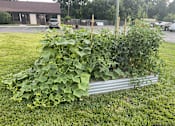 Thumbnail 11 of 18 - community garden with beds of plants at apartment building