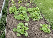 Thumbnail 12 of 18 - A row of green plants growing in a garden bed