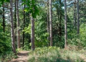 Thumbnail 16 of 17 - a dirt trail through a wooded area