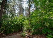 Thumbnail 17 of 17 - a trail through the woods