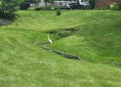 Thumbnail 26 of 30 - a white bird standing in a field of grass