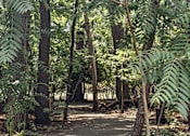 Thumbnail 32 of 37 - A forest path with trees and ferns on either side.