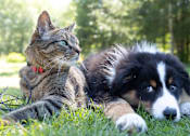 Thumbnail 12 of 12 - pet friendly apartments at heritage knoll