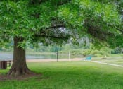 Thumbnail 16 of 23 - a tree by a beach next to a lake
