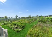 Thumbnail 13 of 15 - a community garden with a fence and green grass