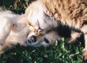 Thumbnail 6 of 6 - Pet-Friendly Townhomes