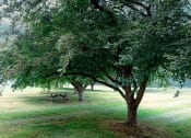 Thumbnail 12 of 22 - picnic table in a grassy field with trees