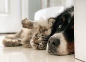 Thumbnail 9 of 10 - a dog and cat laying on the floor