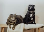 Thumbnail 11 of 12 - a cat and a dog sitting on a stool
