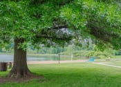 Thumbnail 14 of 26 - a tree in a park next to a lake