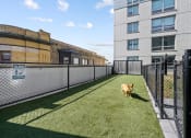 Thumbnail 10 of 33 - a dog runs through a fenced in area on a sunny day at Lakeview 3200 Apartments, Chicago, IL, 60657