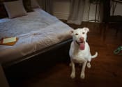 Thumbnail 5 of 29 - Large white dog sitting next to a luxury bed in pet friendly brookmore apartments in Pasadena and looking happily at the camera with tongue out.