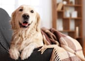 Thumbnail 32 of 32 - A golden retriever dog is wrapped in a plaid blanket and sitting on a couch.