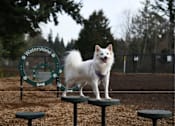 Thumbnail 17 of 19 - A white dog with a purple collar is standing on a green platform in a park.