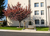 Thumbnail 2 of 12 - A tree with red leaves is in front of a white building.