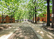 Thumbnail 3 of 15 - A tree-lined walkway between brick buildings.