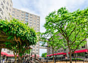 Thumbnail 1 of 8 - A tree with green leaves in front of a building.