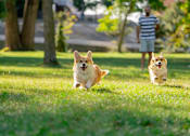 Thumbnail 18 of 18 - Dog Playing In Garden at Hanna Village, Indianapolis Indiana