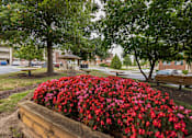 Thumbnail 5 of 17 - A vibrant flower bed filled with red flowers, with trees in the background.