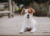 Thumbnail 25 of 27 - a small white and brown dog laying on a wooden deck