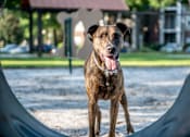 Thumbnail 21 of 31 - A dog enjoying the dog park at Polos at Hudson Corners Apartments, South Carolina 29650