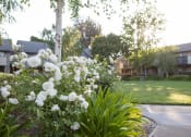 Thumbnail 4 of 27 - Beautiful Flowers In Garden at Carrington Apartments, Fremont, California