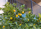Thumbnail 40 of 46 - A lemon tree with ripe lemons growing on it.
