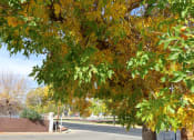Thumbnail 4 of 19 - a tree with yellow and green leaves on a street at Pioneer Park, Wyoming