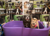 Thumbnail 18 of 45 - Pet room 1 at Artisan Twickenham Square, Alabama 35801