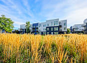 Thumbnail 42 of 42 - A Field of Tall Grass at 8000 Uptown Apartments, Broomfield, CO
