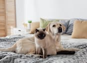 Thumbnail 43 of 43 - a dog and a cat sitting on a bed at 10 West Apartments, Long Beach