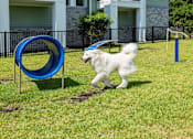 Thumbnail 27 of 36 - a small white dog running through a playground at The Addison on Long Bayou Apartments, Seminole, FL, 33772