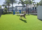Thumbnail 40 of 40 - a dog jumping in the air to catch a frisbee in a dog park at Odyssey, Fort Myers