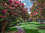 Thumbnail 6 of 42 - a path in a park with pink flowering trees