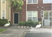 Thumbnail 17 of 17 - Ike & Tina with the family - Bridford Lake Property Swans at Bridford Lake Apartments, Greensboro, NC